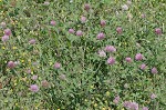 Red clover