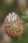 Arrowleaf clover