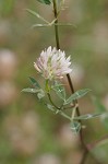 Arrowleaf clover