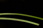 Three-rib arrowgrass