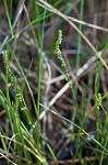 Three-rib arrowgrass