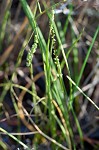 Three-rib arrowgrass