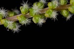 Three-rib arrowgrass