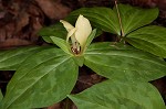 Pale yellow trillium