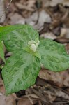 Pale yellow trillium