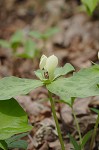 Pale yellow trillium