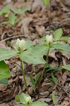 Pale yellow trillium