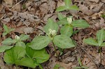 Pale yellow trillium