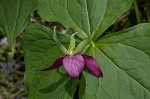 Red trillium <BR>Stinking Benjamin