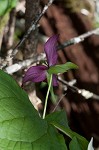 Red trillium <BR>Stinking Benjamin