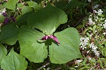 Red trillium <BR>Stinking Benjamin