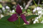 Red trillium <BR>Stinking Benjamin