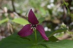 Red trillium <BR>Stinking Benjamin