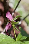 Red trillium <BR>Stinking Benjamin