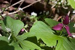 Red trillium <BR>Stinking Benjamin