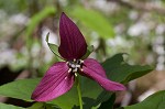 Red trillium <BR>Stinking Benjamin