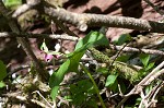 Red trillium <BR>Stinking Benjamin