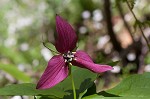 Red trillium <BR>Stinking Benjamin