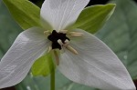 Red trillium <BR>Stinking Benjamin