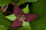 Red trillium <BR>Stinking Benjamin