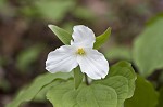 White trillium