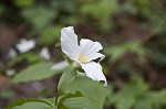 White trillium