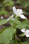 White trillium