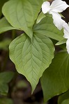 White trillium