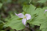 White trillium