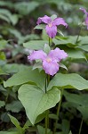 White trillium