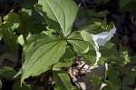 White trillium