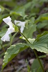 White trillium