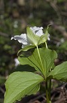 White trillium