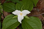 White trillium