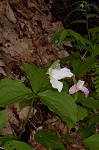 White trillium