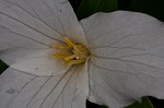 White trillium