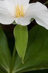 White trillium