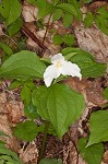 White trillium