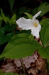 White trillium