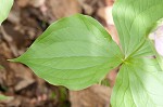 White trillium