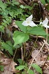 White trillium