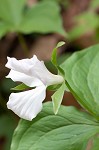 White trillium