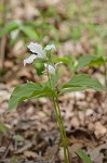 White trillium