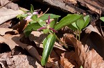 Least trillium