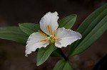 Least trillium