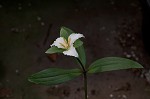 Least trillium