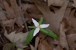 Least trillium