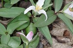 Least trillium