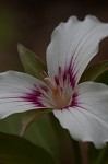 Painted trillium