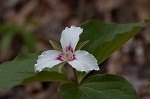 Painted trillium